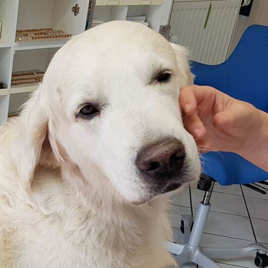 Trainierte Hunde können Parkinson erschnüffeln