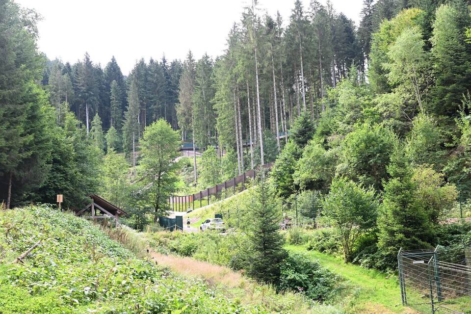 Problembärin Gaia kommt im Bärenpark an. Problembärin Gaia kommt im Bärenpark an.