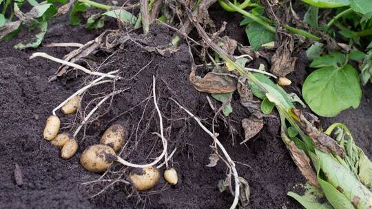 Krautfäule bedroht Kartoffeln