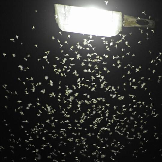 Fliegen unter Straßenlaterne