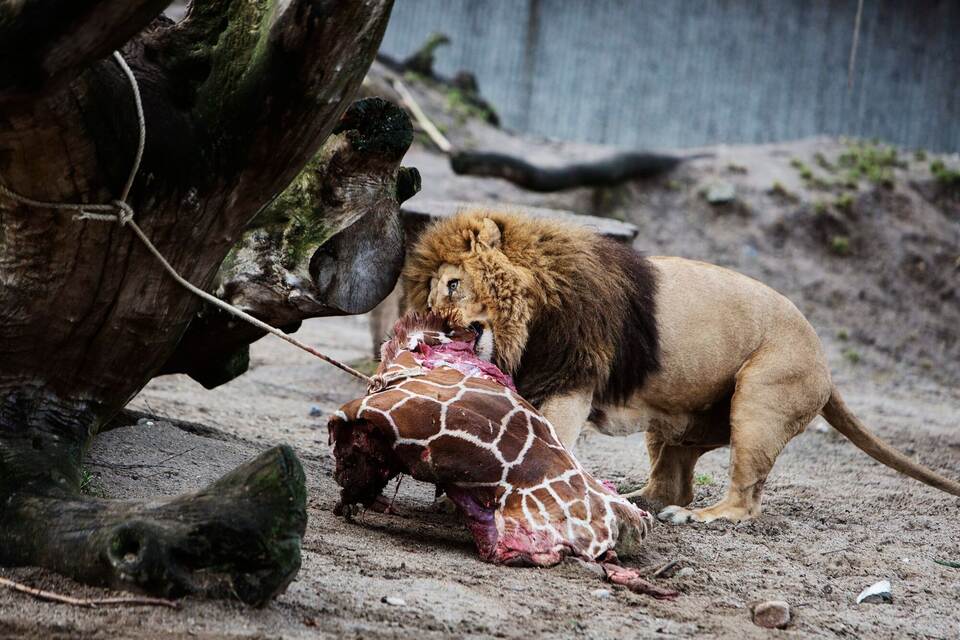 Löwe im Zoo bekommt Giraffe als Mahlzeit Löwe im Zoo bekommt Giraffe als Mahlzeit