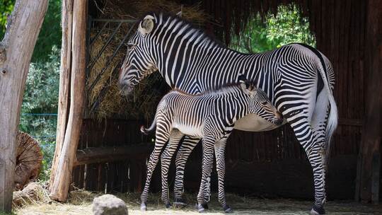 Debatte um getötetes Zebra im Leipziger Zoo Debatte um getötetes Zebra im Leipziger Zoo