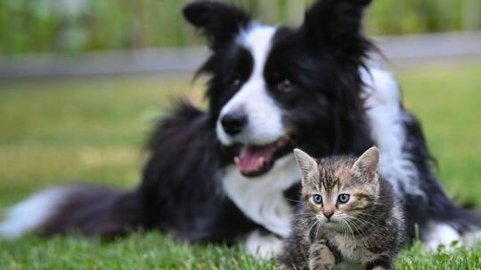 Hund und Katze