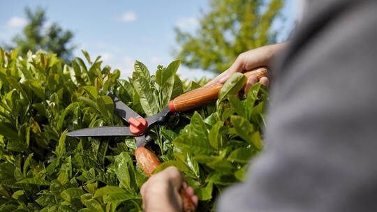Standort, Platz und Wuchs: Heckenwahl