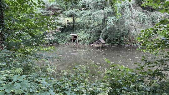 „Etwas verwildert“ sind die Fischteiche oberhalb des Feuersees in Grunbach, wie Haupt- und Bauamtsleiter Andreas Herb mit einem