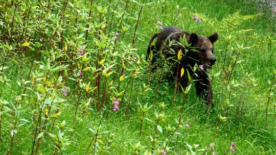 Wildbärin Gaia im Freigehege des Bärenparks Schwarzwald Wildbärin Gaia im Freigehege des Bärenparks Schwarzwald
