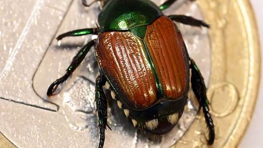 Präparierter Japankäfer (Popillia japonica) auf einer Euro-Münze