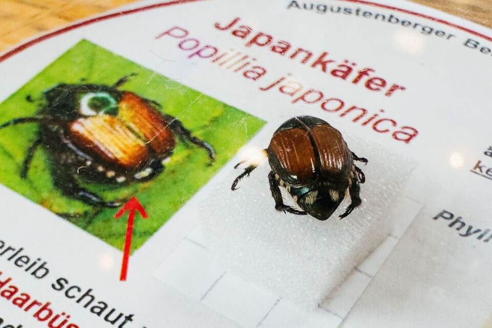 Japankäfer