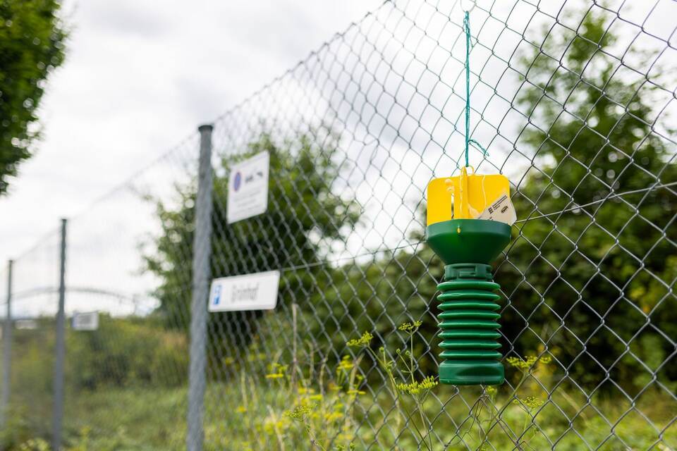 Beschränkungen in Freiburg nach Fund von Japankäfer