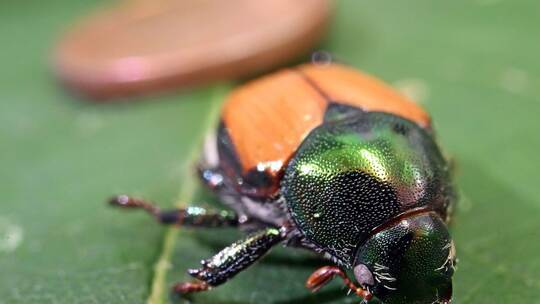 Japankäfer Japankäfer