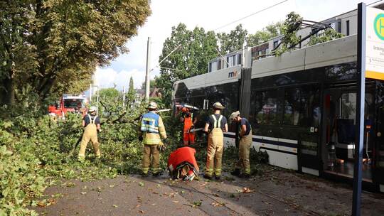 Baum stürzt bei Unwetter auf Straßenbahn