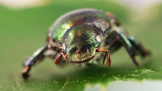 Japankäfer Japankäfer