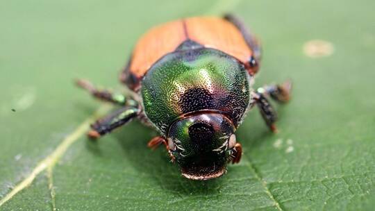 Japankäfer Japankäfer