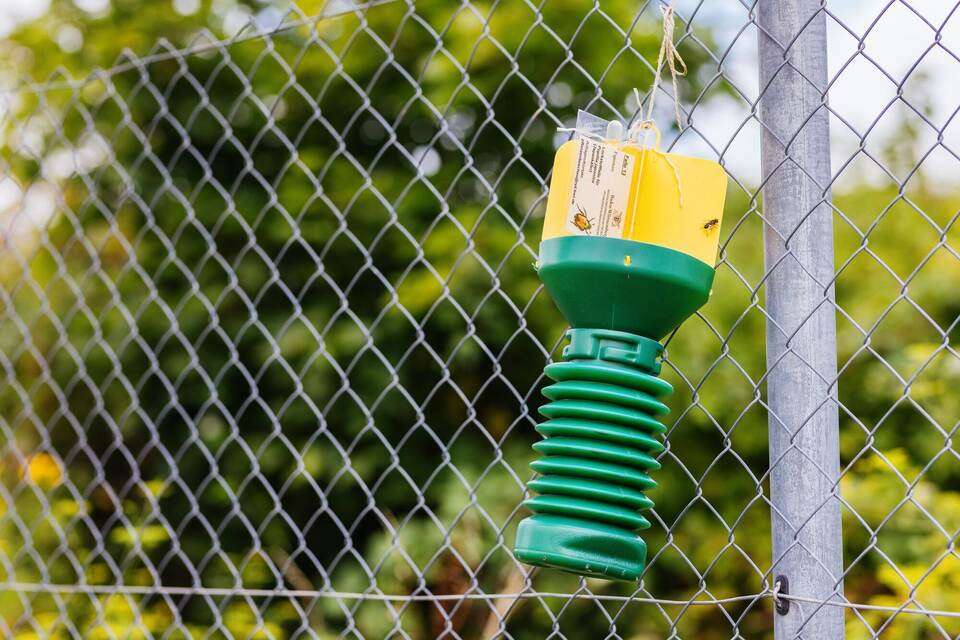 Kampf gegen Japankäfer Kampf gegen Japankäfer