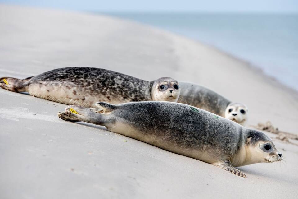 Auswilderung von Seehund-Jungtieren