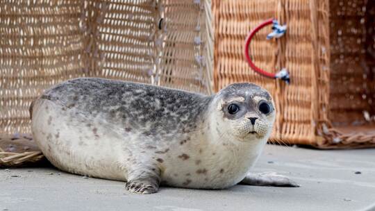 Auswilderung von Seehund-Jungtieren