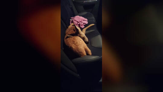 Rehkitz auf Rücksitz