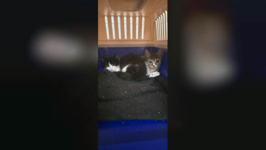 Katzenbabys vor Supermarkt ausgesetzt Katzenbabys vor Supermarkt ausgesetzt