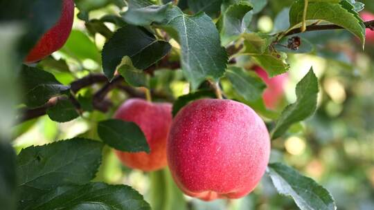 Äpfel am Bodensee Äpfel am Bodensee