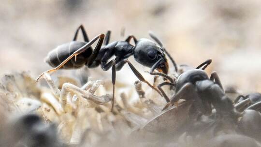 Ameisenplage in Schutterwald Ameisenplage in Schutterwald