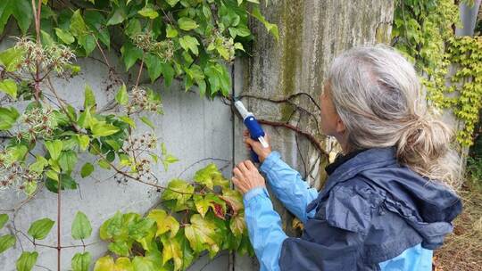 Bekämpfung einer invasiven Ameisenart mit Ködergel Bekämpfung einer invasiven Ameisenart mit Ködergel