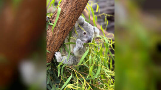 Koala-Jungtier Jimbelung