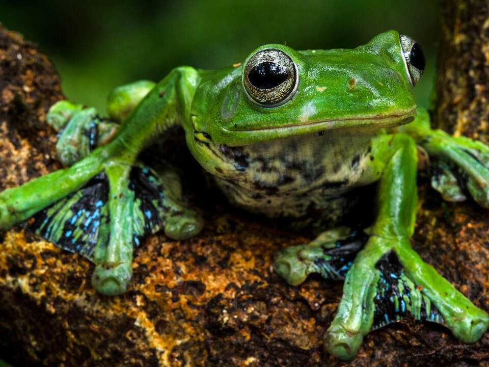 Für solche Fotos muss man lernen, die Tricks der Tarnspezialisten zu durchschauen. Dieter Schonlau-Dschungelleben