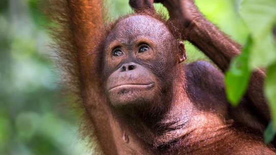 Vom Leben der Orang-Utans im Kronendach der Urwaldriesen erzählt das Paar während der Live-Reportage am Freitag, 7. November.
