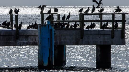 Komorane auf der Seebrücke Komorane auf der Seebrücke