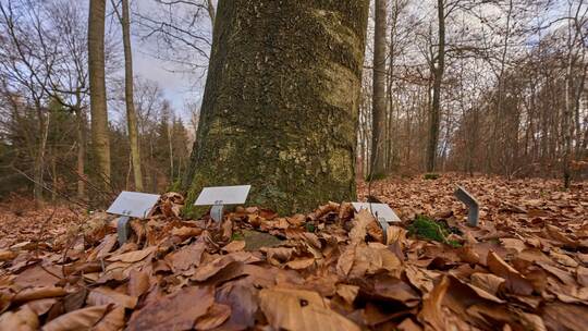 Waldbestattungen