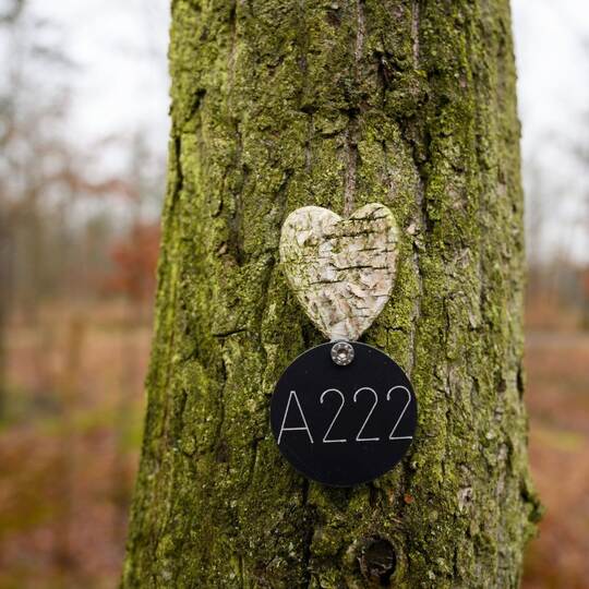 Bestattungen im Wald liegen mehr und mehr im Trend