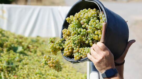 Lese der frühen Weinsorten für Federweißer beginnt