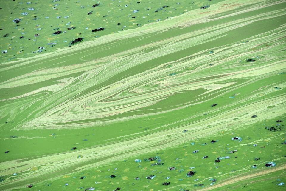 Grüne Schlieren durch Blaualgen Grüne Schlieren durch Blaualgen