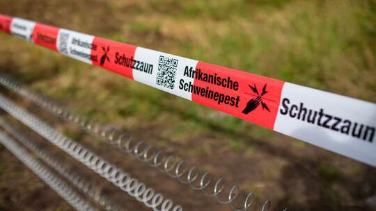 Schutzzäune gegen Afrikanische Schweinepest