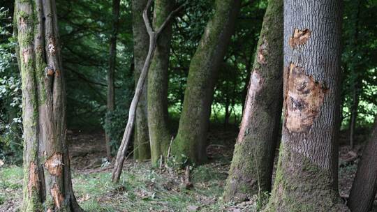 Vier Menschen sterben bei Unfall in Nordhessen