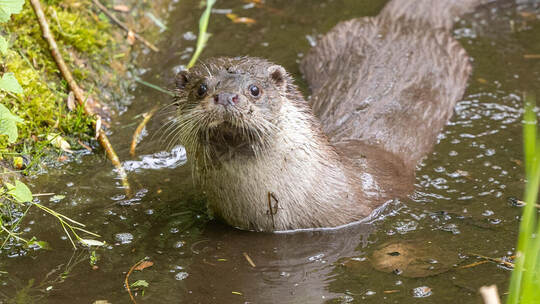 Wildpark neue Fischotter