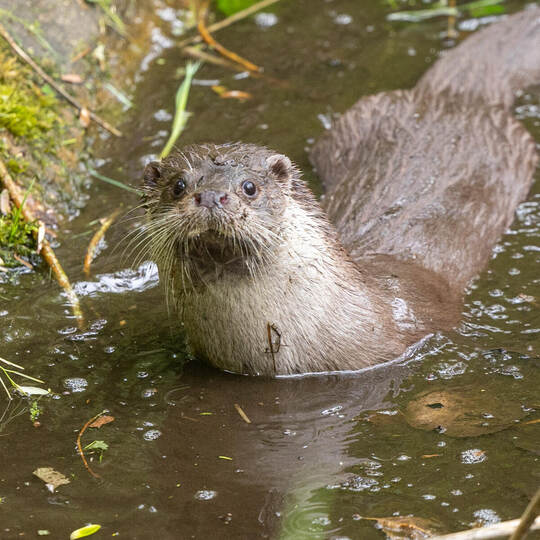 Wildpark neue Fischotter