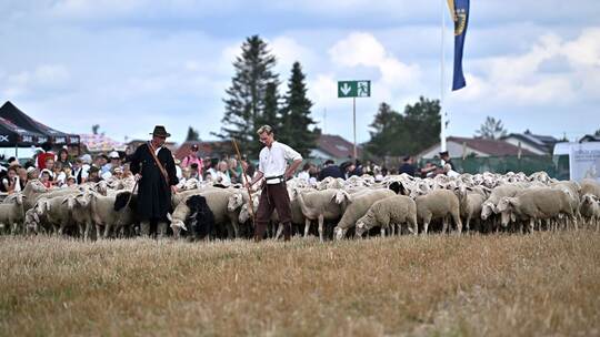 Höhepunkt des Markgröninger Schäferlaufs Höhepunkt des Markgröninger Schäferlaufs
