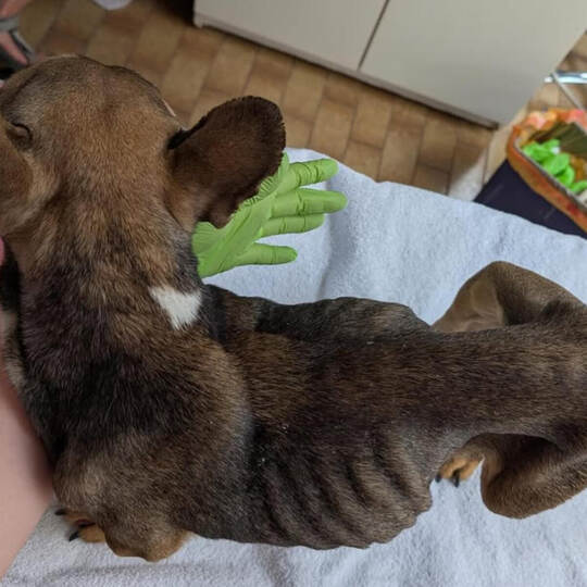 Bis auf die Knochen abgemagert wurde das Tier vor knapp zwei Wochen gefunden. screenshot/Instagram::tierheim_pforzheim