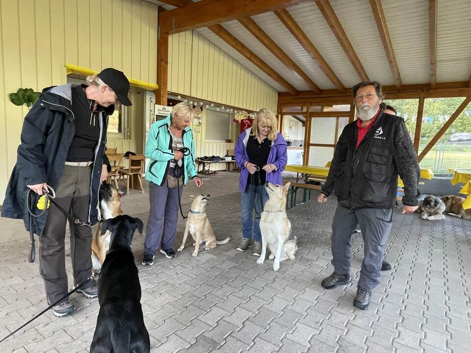 Einãƒâscherung Von Hunden