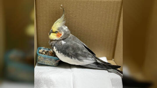 Entflogener Nymphensittich ist wieder da Entflogener Nymphensittich ist wieder da