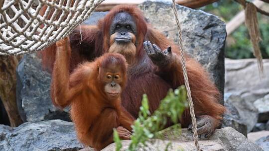 Orang-Utan-Dame Bella im Tierpark Hagenbeck