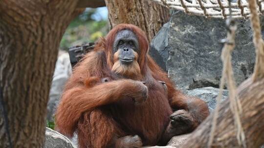 Orang-Utan-Dame Bella im Tierpark Hagenbeck