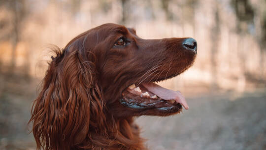 Setter Gordon portrait in nature