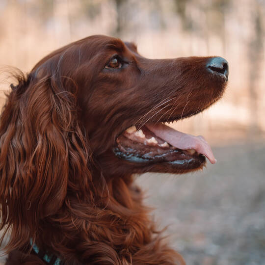 Setter Gordon portrait in nature