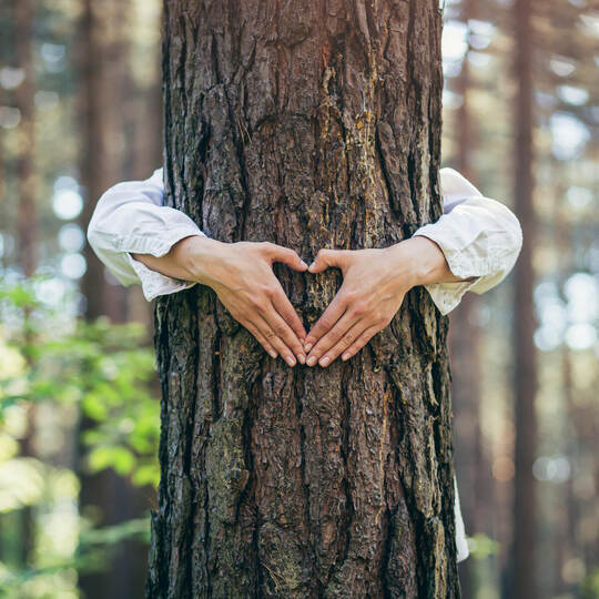hands of a young woman hug a tree in the forest and show a sign of heart and love for nature