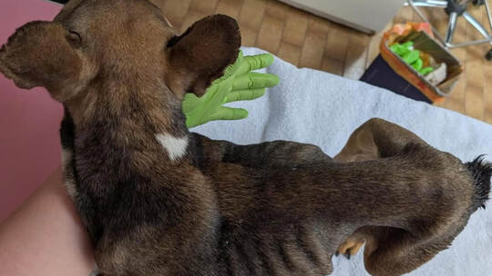 Bis auf die Knochen abgemagert wurde das Tier vor knapp zwei Wochen gefunden. screenshot/Instagram::tierheim_pforzheim