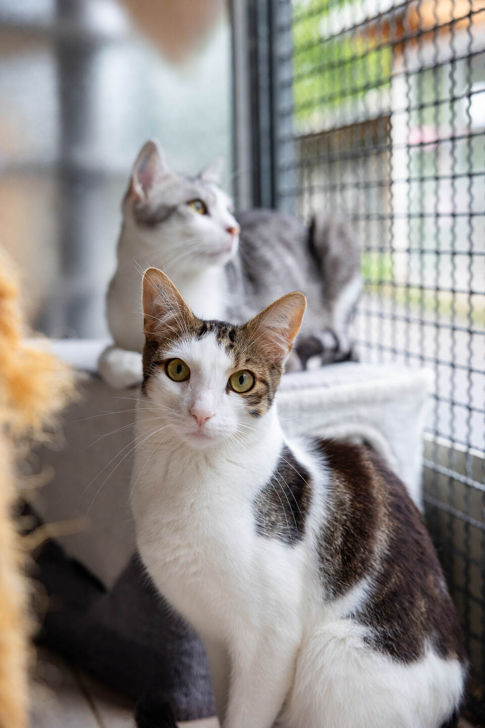 Tierheim Magazin Wilde Katzen