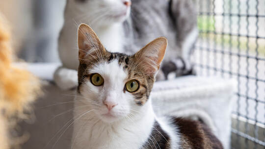 Tierheim Magazin Wilde Katzen