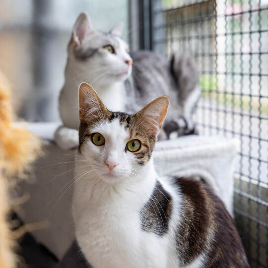 Tierheim Magazin Wilde Katzen